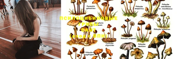 кокс Алексин