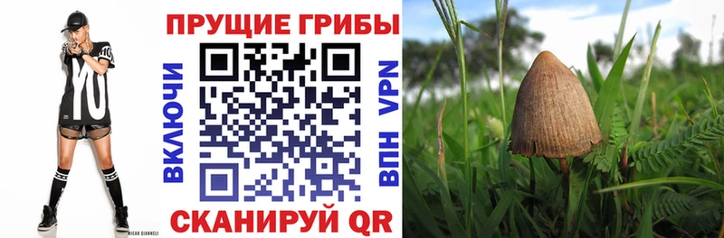 Псилоцибиновые грибы Psilocybe  где купить наркотик  даркнет наркотические препараты  Оленегорск 